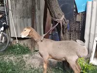 Кочкор, Эдильбай койу — сүрөт 6