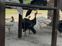 Turkeys — 3-rasm