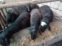 Qoʻchqor, Rhon sheep — 4-rasm
