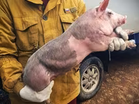Boar, Pigs — photo 1