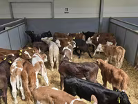 Toro, Ganado vacuno — foto 6
