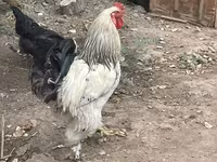 Brahma — Foto 2