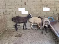Carnero, Arashan sheep — foto 4