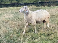 كبش, Karakul sheep — الصورة 5