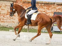 Caballo, Friesian sport horse — foto 5