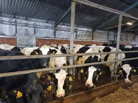 Kuh, Holstein-Rasse — Foto 4