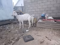 عنزة, الماعز — الصورة 7