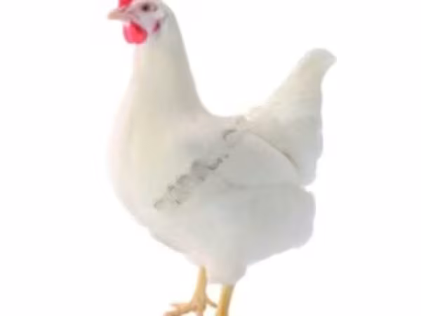 لوهمان براون