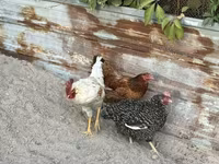 Chickens — 4-rasm