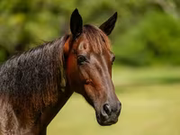 Бие, American paint horse — 6-сурет