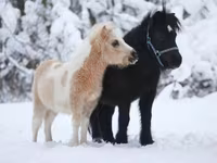 Caballo, American shetland pony — foto 5