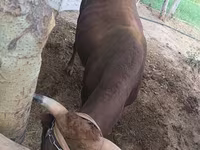 Toro, Ganado vacuno — foto 3