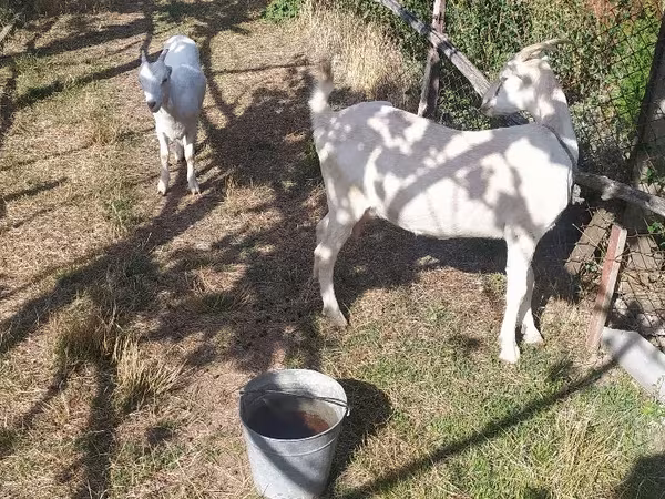 Эчки, Ламанча козу