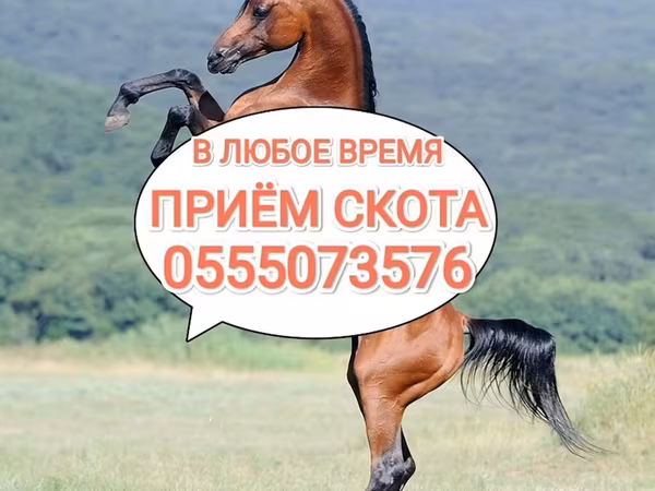 Лошади