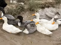 Ducks — foto 6