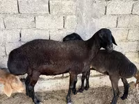 公羊, Sheep — 照片 2