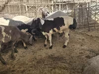 母羊, Sheep — 照片 7