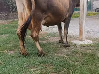 गाय, मवेशी — फ़ोटो 6