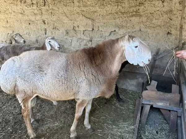 Кочкор, Гиссар койу — Кыргызстан