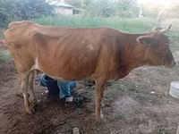 गाय, मवेशी — फ़ोटो 2