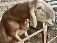 公羊, Sheep — 照片 3