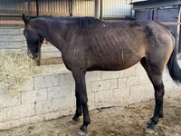 Hengst, Arabian horse — Foto 3