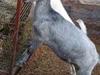 عنزة, Saanen goat — الصورة 2