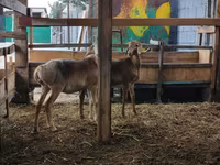Oveja, Arashan sheep — foto 8