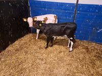 Vaca, Ganado vacuno — foto 1