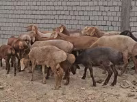 Кочкор, Арашан — сүрөт 1