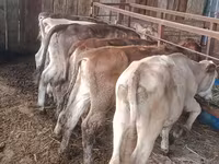 Сиыр, Simmental cattle — 2-сурет