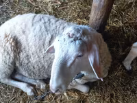 公羊, Awassi sheep — 照片 4