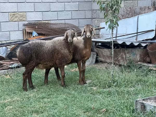 Кой, Арашан