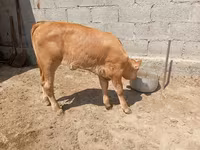 Kuh, Swiss cattle — Foto 2