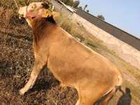 सांड, मवेशी — फ़ोटो 2