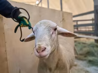 Widder, Lacaune sheep — Foto 2