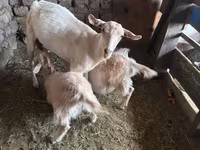 बकरी, Saanen goat — फ़ोटो 6
