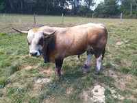 Bulle, Aubrac cattle — Foto 1