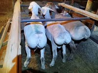 Carnero, Rhon sheep — foto 2