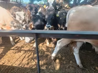 Toro, Ganado vacuno — foto 4