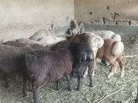 Кой, Койлор — сүрөт 2