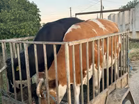 ثور, الماشية — الصورة 1