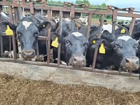 Kuh, Simmental cattle — Foto 6