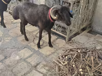 母羊, Sheep — 照片 6