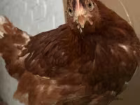 Chickens — 照片 6