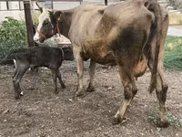 गाय, Simmental cattle — फ़ोटो 6