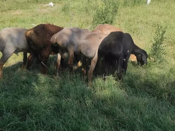 Казахская курдючная грубошёрстная овца
