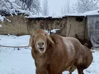 Кочкор, Койлор — сүрөт 3