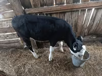 Vaca, Ganado vacuno — foto 2