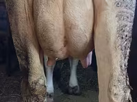 Vaca, Swiss cattle — foto 3